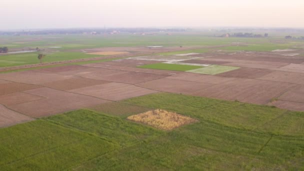 日没時のインドの絵のように美しい農業分野 4Kの空中ドローン映像 — ストック動画