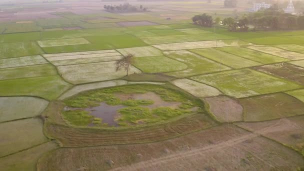 Índia Pitoresca Belos Campos Agrícolas Pôr Sol Drone Aérea Metragem — Vídeo de Stock