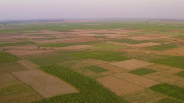 Índia Pitoresca Belos Campos Agrícolas Pôr Sol Drone Aérea Metragem — Vídeo de Stock