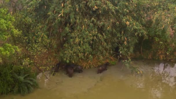 Bullocks River India Air Drone Footage — стокове відео