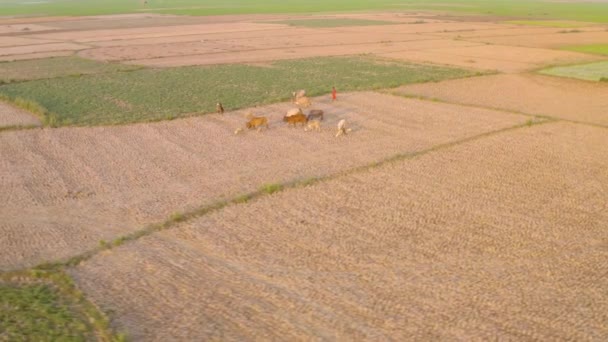 Inde Beaux Champs Agricoles Pittoresques Coucher Soleil Images Aériennes Drone — Video