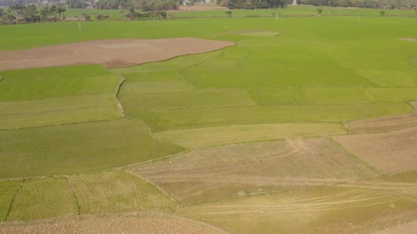 Índia Pitoresca Belos Campos Agrícolas Pôr Sol Drone Aérea Metragem — Vídeo de Stock