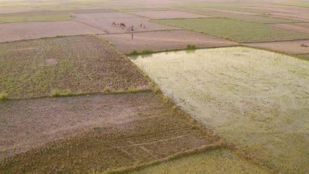 India Pittoreske Mooie Landbouwvelden Bij Zonsondergang Luchtfoto Drone Beelden — Stockvideo