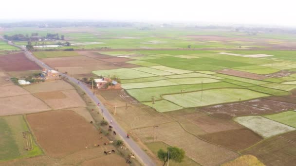 Inde beaux champs agricoles pittoresques au coucher du soleil, 4k images aériennes de drone