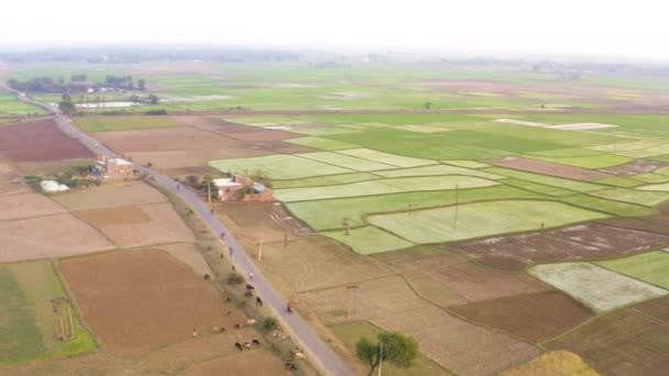 India Pittoreske Mooie Landbouwvelden Bij Zonsondergang Luchtfoto Drone Beelden — Stockvideo