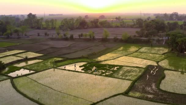 India Pintorescos Campos Agrícolas Hermosos Atardecer Imágenes Aviones Tripulados — Vídeo de stock