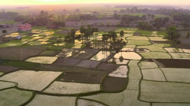 Inde Beaux Champs Agricoles Pittoresques Coucher Soleil Images Aériennes Drone — Video