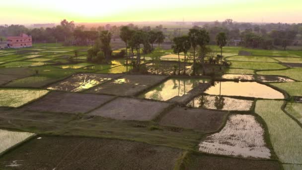 India Pittoreske Mooie Landbouwvelden Bij Zonsondergang Luchtfoto Drone Beelden — Stockvideo