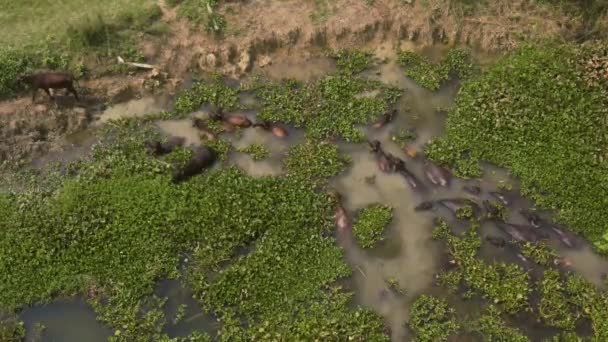India Ekachakra February 2019 Bullocks River Aerial Drone Footage — Stock Video