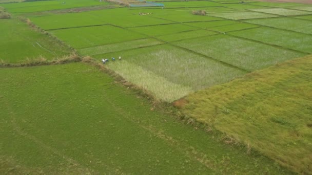 India Festői Gyönyörű Mezőgazdasági Mezők Naplementekor Légi Felvétel — Stock videók