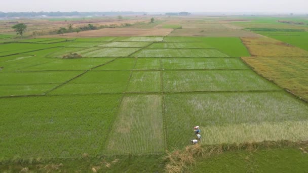 India Pittoreske Mooie Landbouwvelden Bij Zonsondergang Luchtfoto Drone Beelden — Stockvideo