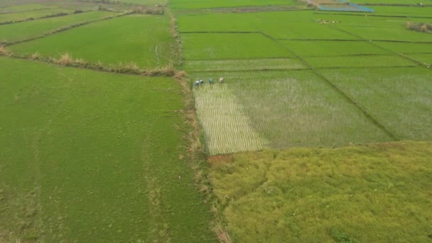 Indien Malerische Landwirtschaftliche Felder Bei Sonnenuntergang Drohnenaufnahmen Aus Der Luft — Stockvideo