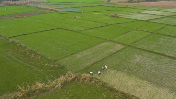 Indien Malerische Landwirtschaftliche Felder Bei Sonnenuntergang Drohnenaufnahmen Aus Der Luft — Stockvideo