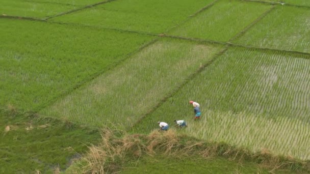 Indien Pittoreska Vackra Jordbruksfält Vid Solnedgången Antenn Drönare Bilder — Stockvideo