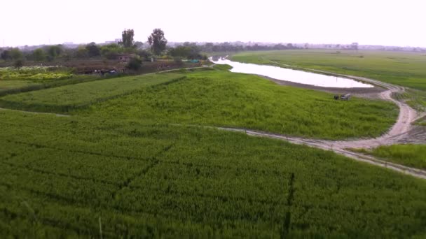 Indie Malebné Krásné Zemědělské Pole Při Západu Slunce Letecké Drone — Stock video