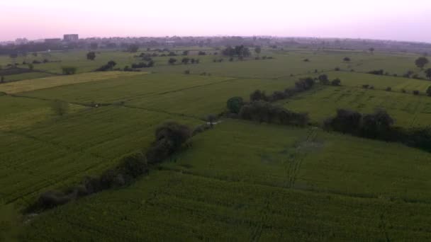 Indie Malownicze Piękne Pola Rolnicze Zachodzie Słońca Zdjęć Dronów Lotniczych — Wideo stockowe