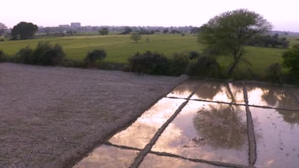 Indien Malerische Landwirtschaftliche Felder Bei Sonnenuntergang Drohnenaufnahmen Aus Der Luft — Stockvideo