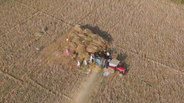 Vrindavan India Marzo 2019 Los Campesinos Trabajan Con Combinación Agrícola — Vídeos de Stock