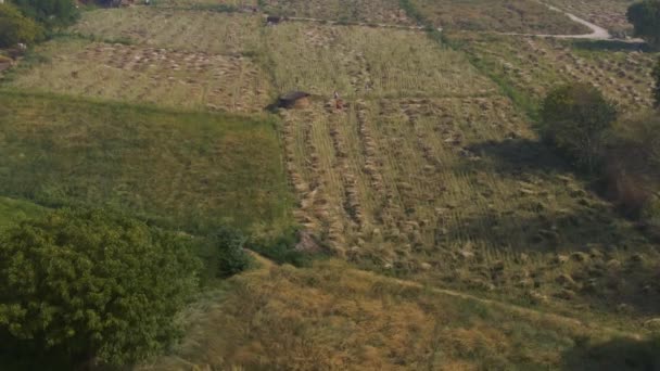 India Pintorescos Campos Agrícolas Hermosos Imágenes Aviones Teledirigidos — Vídeo de stock