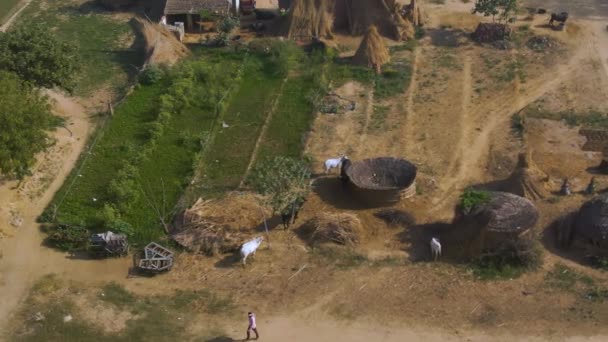 インドの農業分野と村の空中ビュー4Kドローン — ストック動画