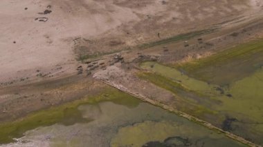 Hindistan 'daki inek sürüsü tarım arazisinde 4k hava aracı derecelendirilmemiş.