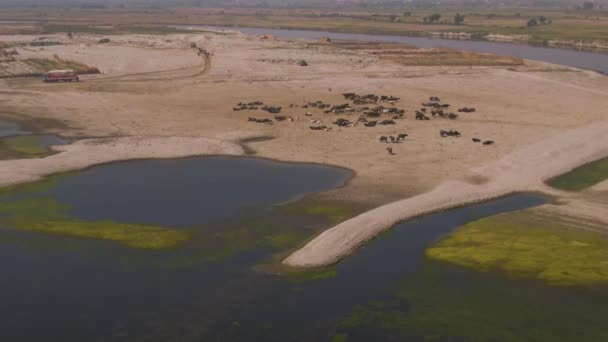 インドの牛の群れ農地4K空中ドローン未採点 — ストック動画