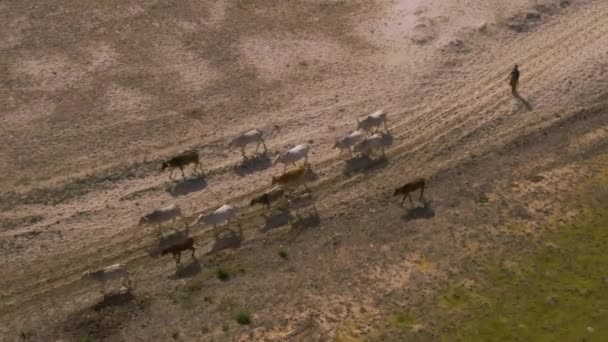 Koeienkudde India Landbouwgrond Luchtfoto Drone Ongesorteerd — Stockvideo