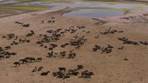 インドの牛の群れ農地4K空中ドローン未採点 — ストック動画