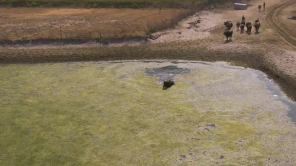 Troupeau Vaches Inde Terres Agricoles Drone Aérien Non Classé — Video