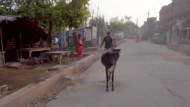 India Vrindavan Febrero 2019 Gente Vida Cotidiana Las Calles — Vídeo de stock