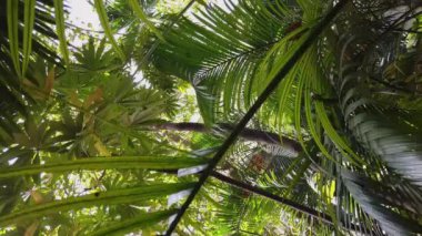 Palmiye ağaçları yeşil renk bırakıyor