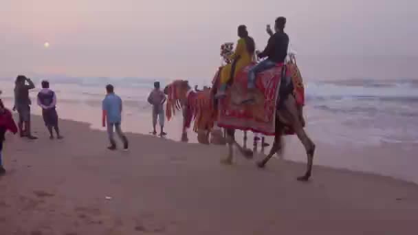 Puri Orissa India April 2019 Camel Rider Sea Beach Airplanted — 비디오