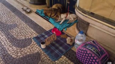 Lisbon, Portugal - May 20, 2019: Stray animal dogs on city street with Help sign used for raising money