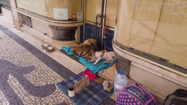 Lisbon Portugal May 2019 Stray Animal Dogs City Street Help — Stockvideo