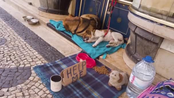 Lisbon Portugal May 2019 Stray Animal Dogs City Street Help — Stock Video