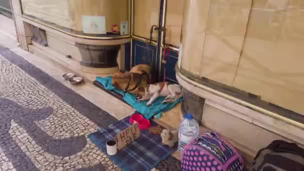 Lisbon Portugal May 2019 Stray Animal Dogs City Street Help — Stockvideo