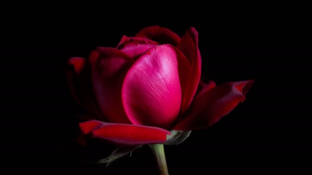 Рожевий Бутон Відкриває Проміжок Часу Обертання Студійний Чорний Фон — стокове відео