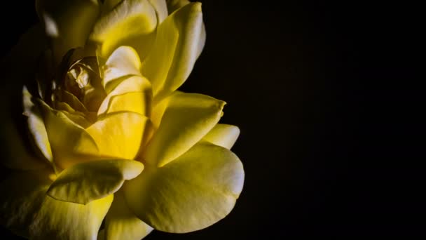 bourgeon rose jaune ouvre le temps lapse rotation, studio fond noir, 4k
