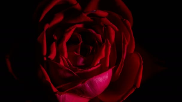 Rose Bud Opens Time Lapse Spinning Rotating Studio Black Background — Stock Video