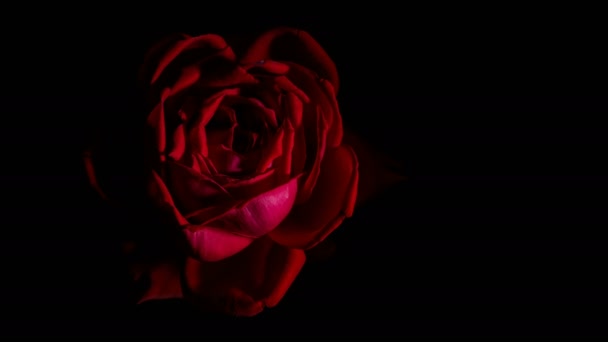 Rose Bud Opens Time Lapse Spinning Rotating Studio Black Background — Stock Video