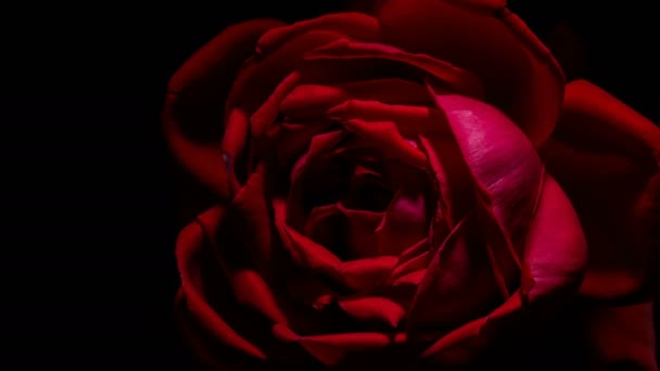 Rose Bud Opens Time Lapse Spinning Rotating Studio Black Background — Stock Video