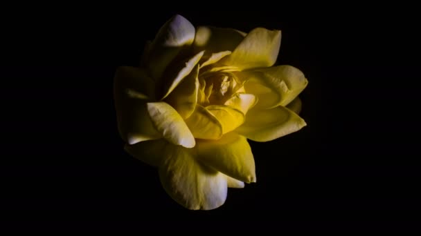 Κίτρινο Τριαντάφυλλο Μπουμπούκι Ανοίγει Χρονική Λήξη Περιστρεφόμενη Περιστρεφόμενη Στούντιο Μαύρο — Αρχείο Βίντεο