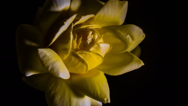 Бутон Желтой Розы Открывает Временной Промежуток Вращения Студийный Черный Фон — стоковое видео