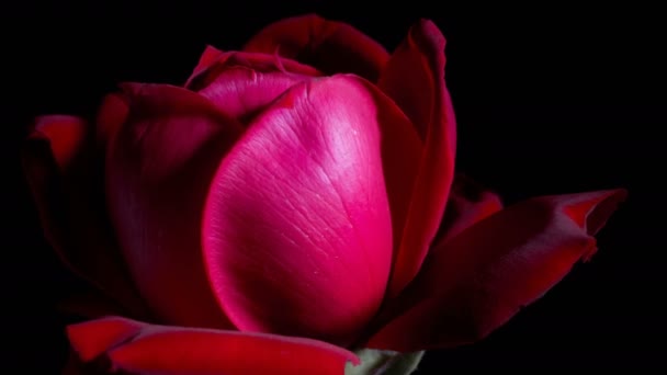Бутон Розы Открывает Вращающийся Временной Промежуток Студийный Черный Фон — стоковое видео