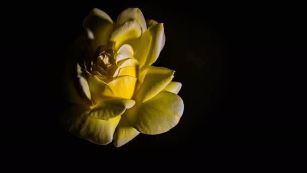 bourgeon rose jaune ouvre le temps lapse rotation, studio fond noir, 4k