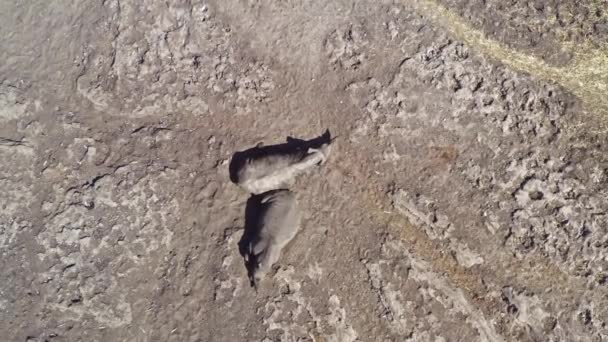 Familia Rinocerontes Descansando Sabana Africana Vista Aérea Del Dron Arriba — Vídeo de stock