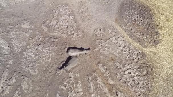 Familia Rinocerontes Descansando Sabana Africana Vista Aérea Del Dron Arriba — Vídeo de stock