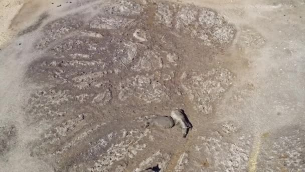 Famille Rhinocéros Reposant Dans Savane Africaine Vue Aérienne Sur Drone — Video