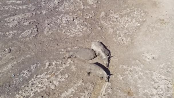 Famille Rhinocéros Reposant Dans Savane Africaine Vue Aérienne Sur Drone — Video