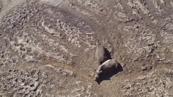 Família Rinocerontes Tendo Resto Savannah Africano Drone Aéreo Vista Cima — Vídeo de Stock